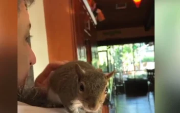 Rescued Squirrel Helps Family Through a Difficult Time