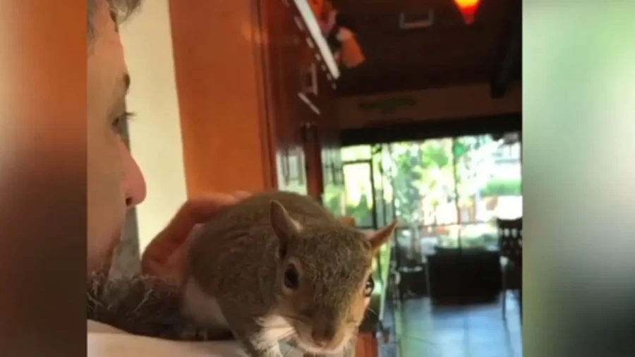 Rescued Squirrel Helps Family Through a Difficult Time