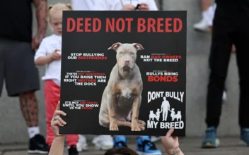 New Rules for XL Bully Dogs Ahead of UK Ban