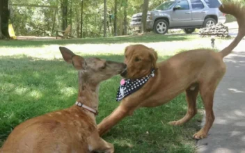 Mother Deer Brings Babies to Visit Her Golden Retriever Friend