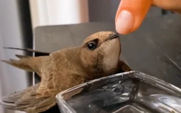 Couple Give Water to Dehydrated Bird Trapped Indoors Before Setting It Free