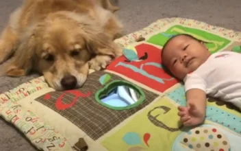 Golden Retriever Patiently Waits for Her Owner’s Baby to Grow Up