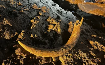 Coal Miners in North Dakota Unearth Mammoth Tusk Buried for Thousands of Years