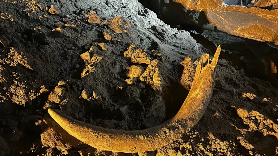 Coal Miners in North Dakota Unearth Mammoth Tusk Buried for Thousands of Years