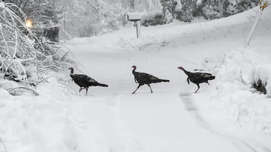Blizzard Conditions Bear Down on Central US, Closing Schools and Highways