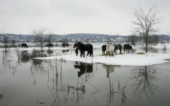Nearly 200 Cows and Horses Stuck on Serbian River Island in Cold Weather Are Being Rescued