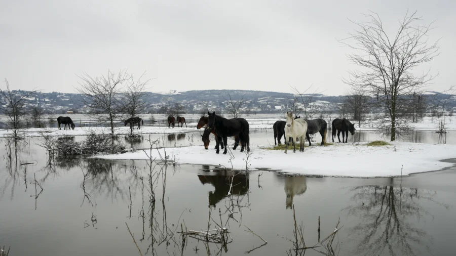 Nearly 200 Cows and Horses Stuck on Serbian River Island in Cold Weather Are Being Rescued