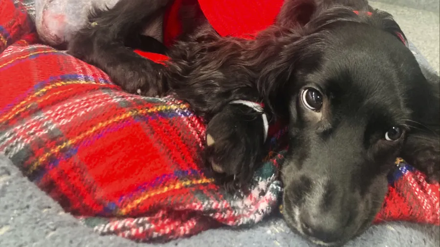 6-legged Spaniel Undergoes Surgery to Remove Extra Limbs and Adjusts to Life on 4 Paws