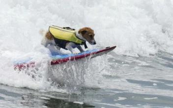 Meet Efruz, Jack Russell Terrier That Loves to Surf Waves of Peru
