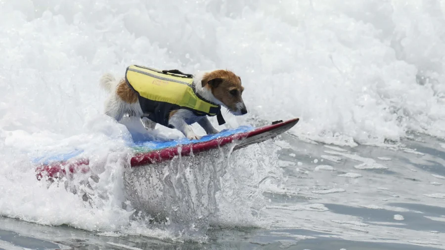 Meet Efruz, Jack Russell Terrier That Loves to Surf Waves of Peru