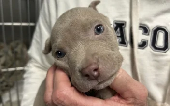 Furry Surprise in Theft Suspect’s Pocket: A Tiny Blue-Eyed Puppy