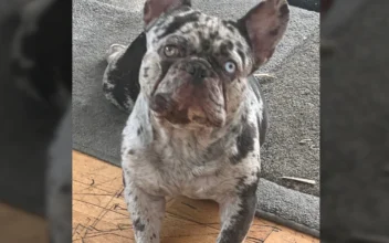 French Bulldog Stolen, Woman Hangs on Hood of Thieves’ Car