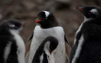 Bird Flu Found in Penguins Near Antarctica, 200 Chicks Dead