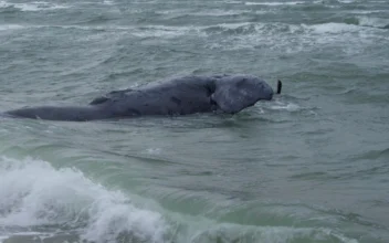 Rare Whale Found Dead Off Massachusetts May Have Been Entangled, Authorities Say