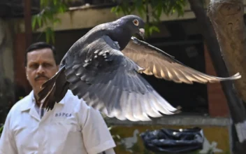 Indian Police Clear a Suspected Chinese Spy Pigeon After 8 Months in Bird Lockup
