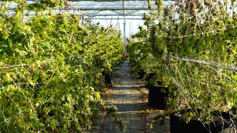 Legalizing Cannabis Nationally Could Be Done Safely, but Needs Significant Preparation, Planning, Finances: THC Industry Analyst