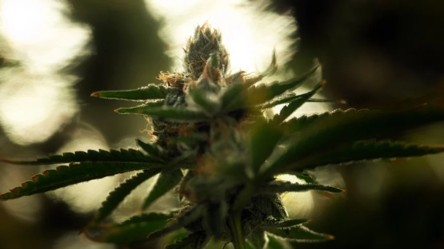 Illicit Chinese Weed Farms on US Soil 'Very Concerning': Former ICE Special Agent