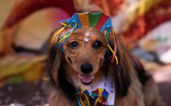 Dogs in Glittery Costumes Parade in Rio de Janeiro as Pet Lovers Kick Off Carnival