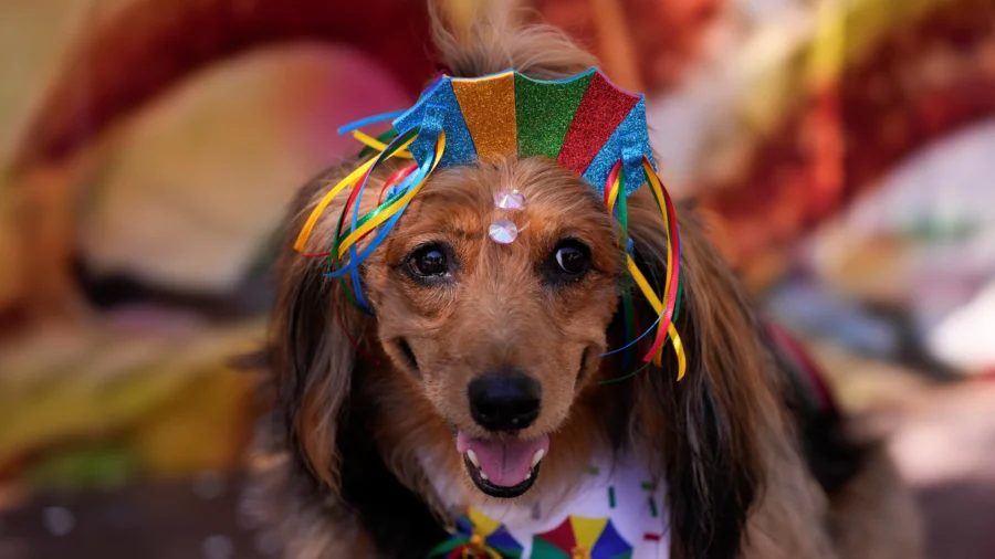 Dogs in Glittery Costumes Parade in Rio de Janeiro as Pet Lovers Kick Off Carnival