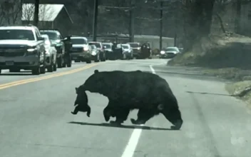 Mama Bear Struggles With Cubs