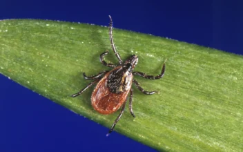 Lyme Disease Case Counts in the US Rose by Almost 70 Percent in 2022 Due to a Change in How It’s Reported