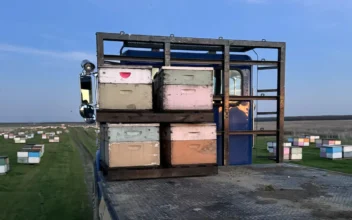 Thieves Steal Bee Hives in California’s Central Valley