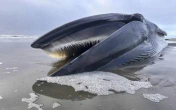 Fin Whale Decomposing on Oregon Beach Creates a Sad but &#8216;Super Educational&#8217; Spectacle