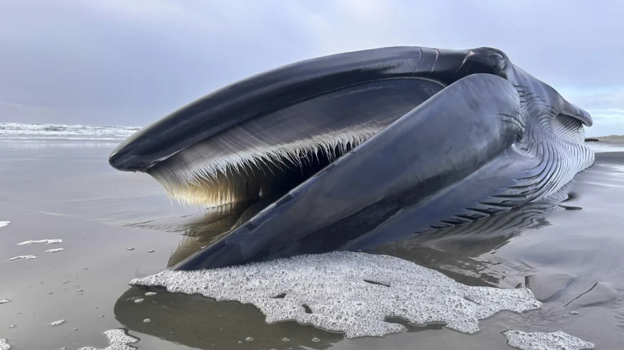 Fin Whale Decomposing on Oregon Beach Creates a Sad but ‘Super Educational’ Spectacle
