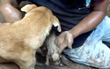 Mother Dog Helps Rescuer Dig for Her Buried Puppies