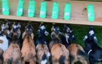 Feeding Time for the Kids–Baby Goats&#8217; Have Got Milk!
