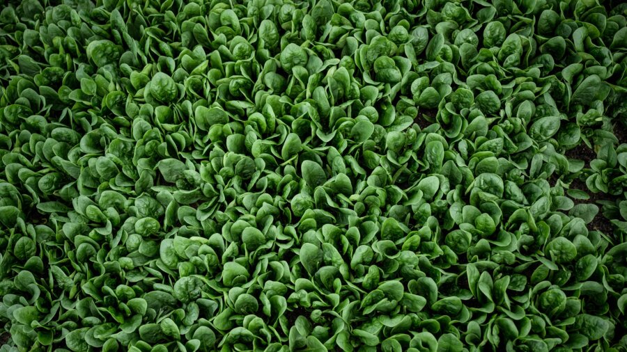 The Surprising Benefits of Spinach