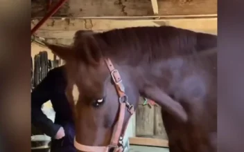 Piano-Playing Horse Goes Viral at Animal Sanctuary