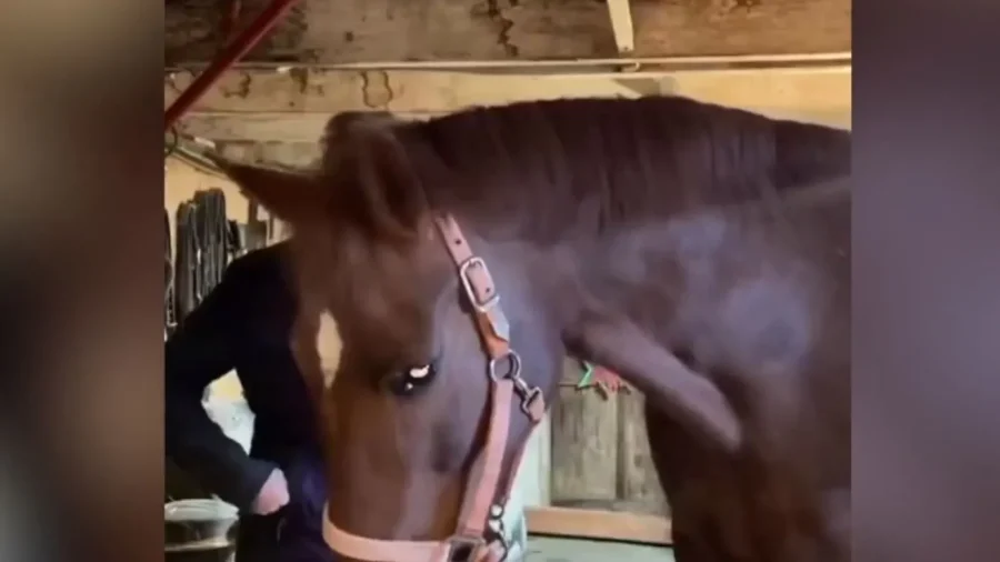 Piano-Playing Horse Goes Viral at Animal Sanctuary