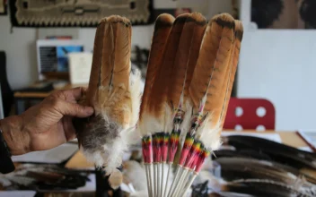 Man to Plead Guilty in ‘Killing Spree’ of Eagles and Other Birds for Feathers Prized by Tribes