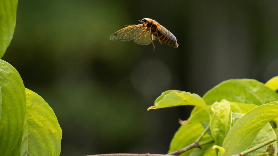 Trillions of Cicadas Set to Swarm US In Event Not Seen Since 1803