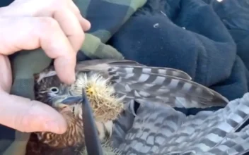 Man Rescues Hawk From Cactus Spikes
