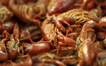 Amid Louisiana’s Crawfish Shortage, Governor Issues Disaster Declaration