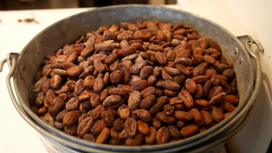 Hey, Chocolate Lovers: New Study Traces Complex Origins of Cacao