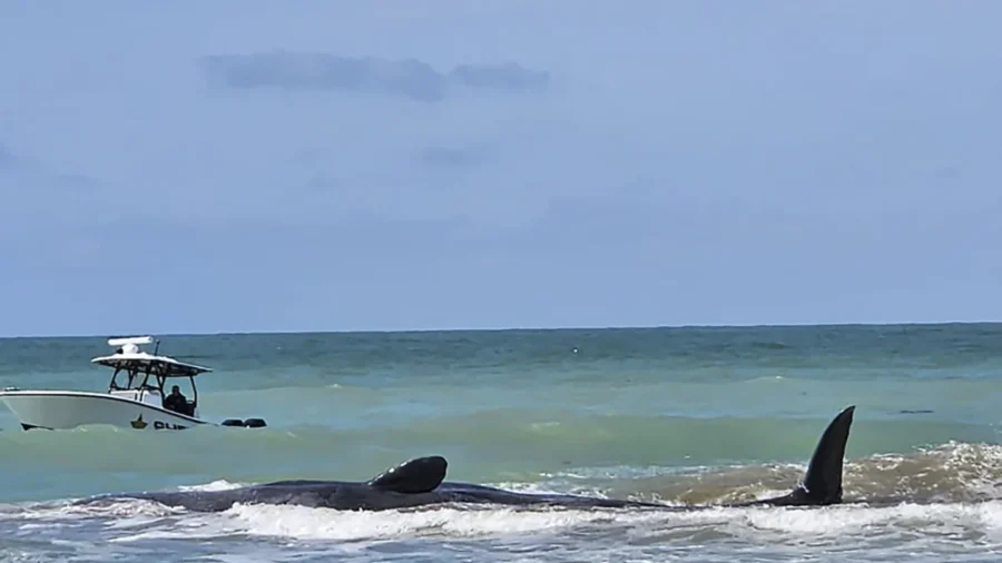Authorities Are Trying to Help Sperm Whale Beached Off Florida’s Gulf Coast