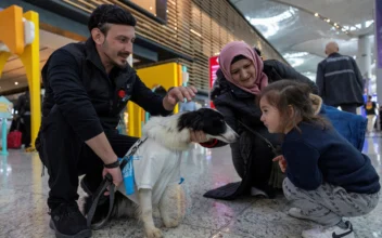 Therapy Dogs Comfort Passengers at Istanbul Airport