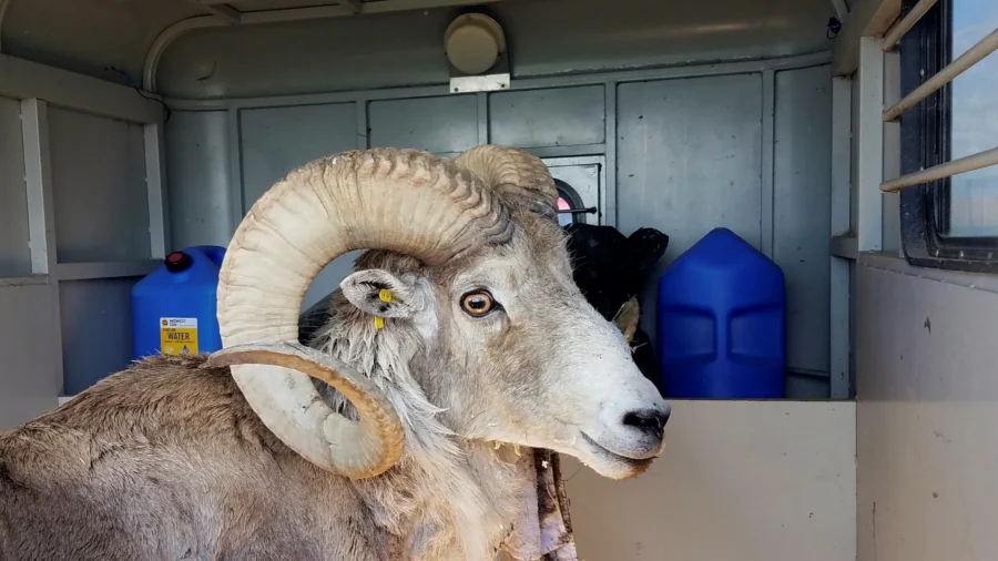 Montana Man Used Animal Tissue and Testicles to Breed ‘Giant’ Sheep for Sale to Hunting Preserves