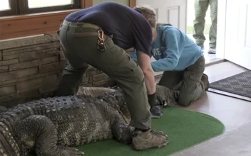 Authorities Seize Ailing Alligator Kept Illegally in New York Home’s Swimming Pool