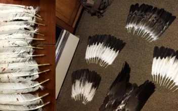 Man to Plead Guilty in Eagle ‘Killing Spree’ on Reservation to Sell Feathers on Black Market