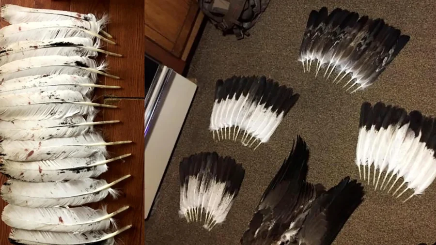 Man Pleads Guilty in Eagle ‘Killing Spree’ on Reservation to Sell Feathers on Black Market