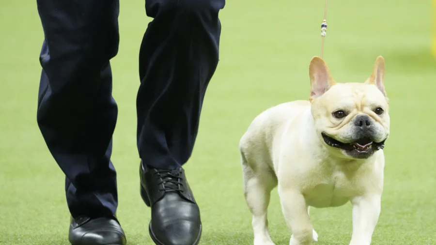 French Bulldogs Remain the Most Popular US Breed in New Rankings—Many Fans Aren’t Happy