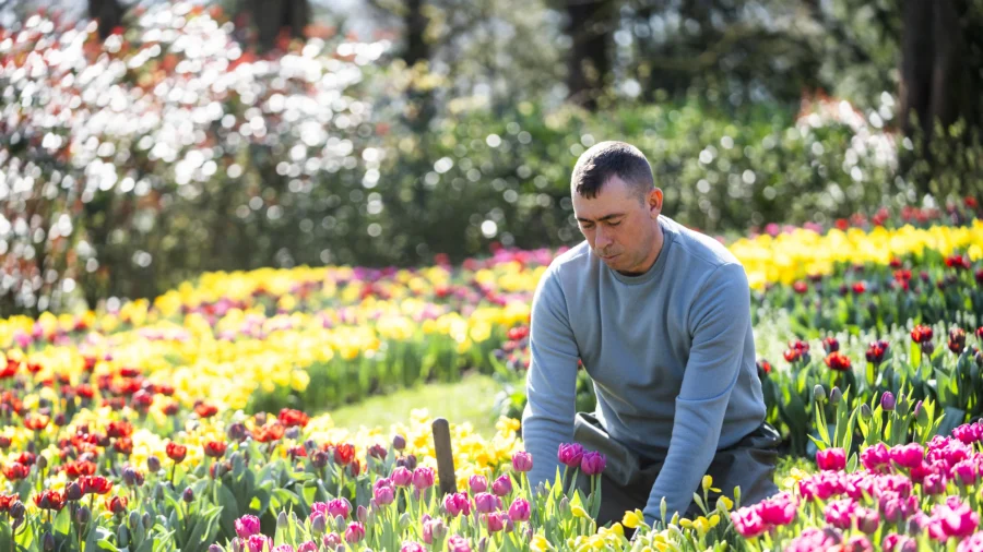 How Gardening Boosts Immunity, Strength, and Happiness