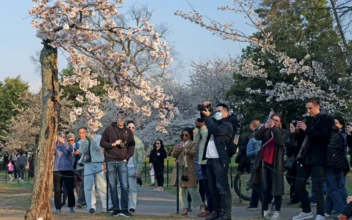 Over 100 Cherry Blossom Trees to Be Removed in Washington