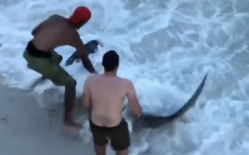 Brave Beachgoers Remove Hook From Hammerhead