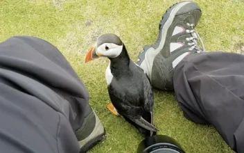 Friendly Puffin Approaches Photographer