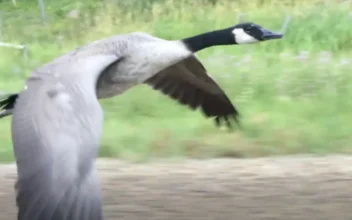 Canada Goose Follows Man’s Truck to the Lake